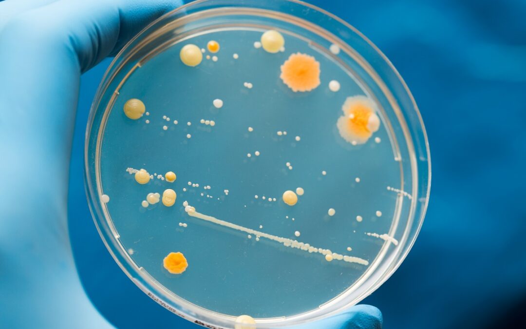 Mikrobielle Stoffwechselkooperation führt zu Arzneimitteltoleranz
