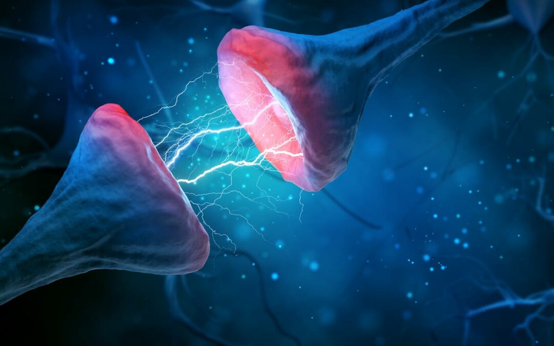 Funktionen elektrischer Synapsen untersucht
