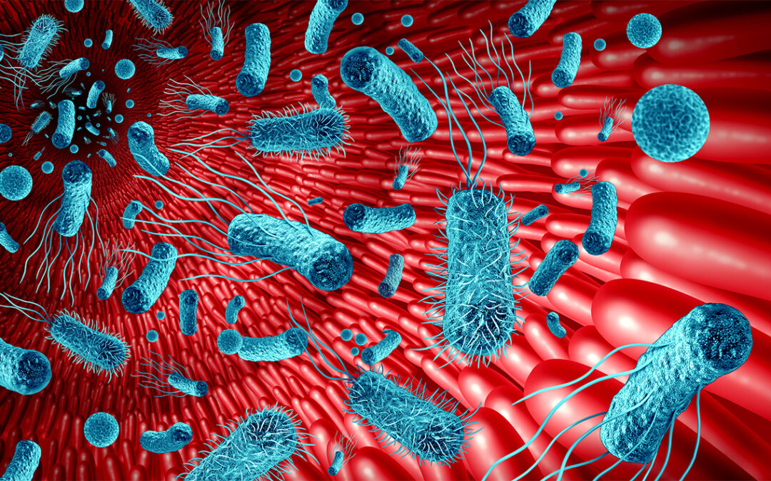Darmmikrobiom verliert zelluloseabbauende Bakterien