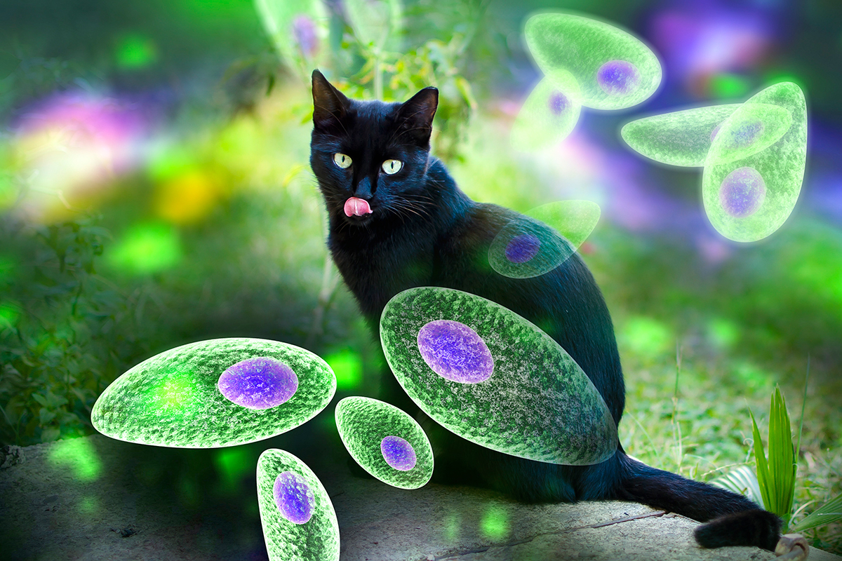 Katzen übertragen den Parasit Toxoplasma gondii.