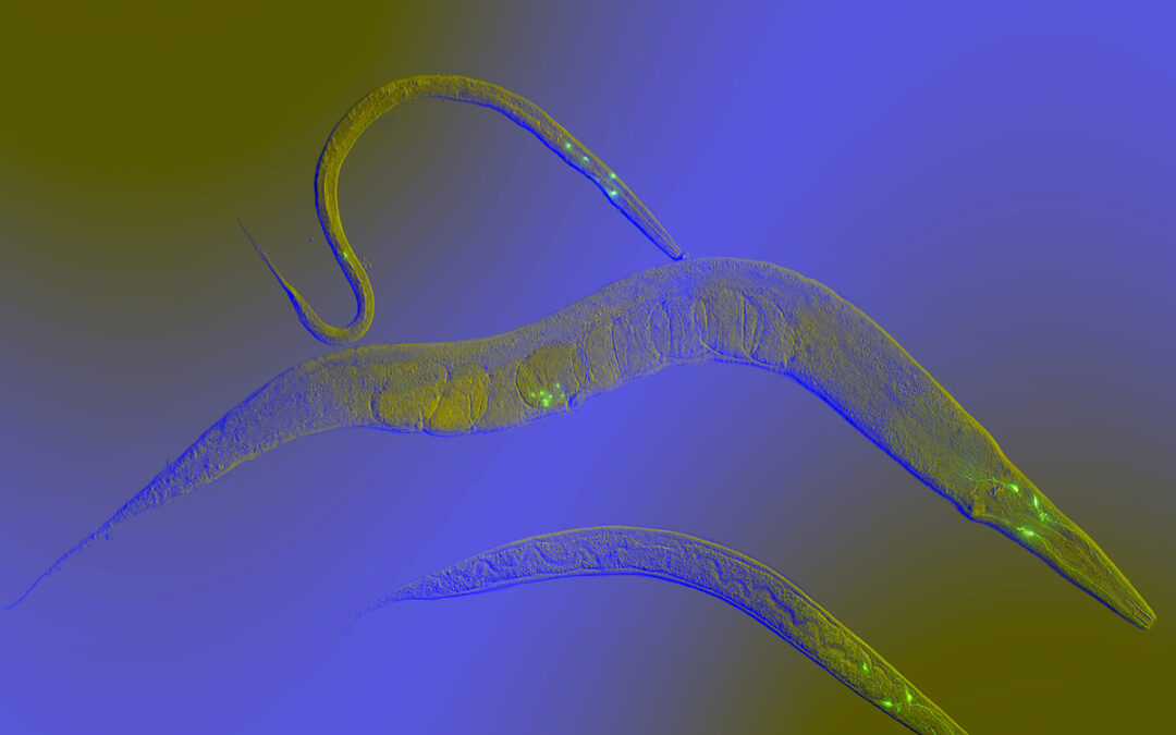 C. elegans Modelle für Mitochondrien-assoziierte Erkrankungen