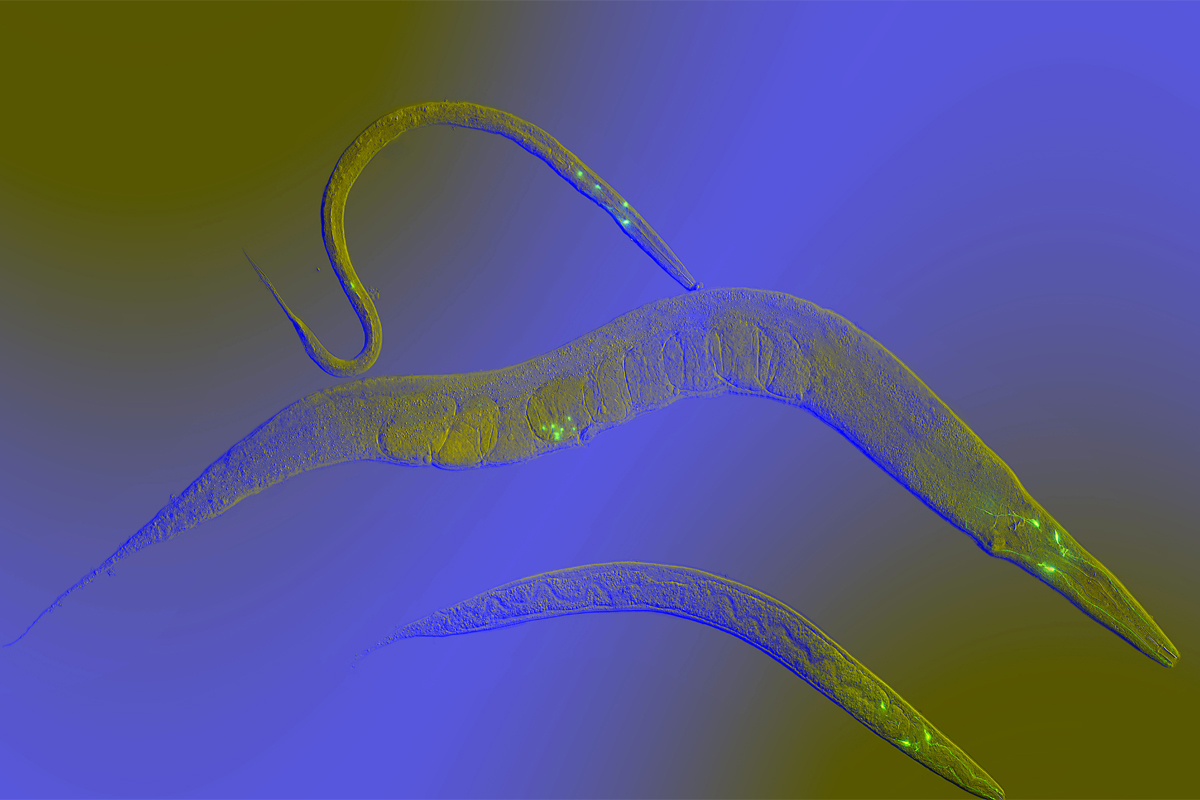 C. elegans Fadenwurm