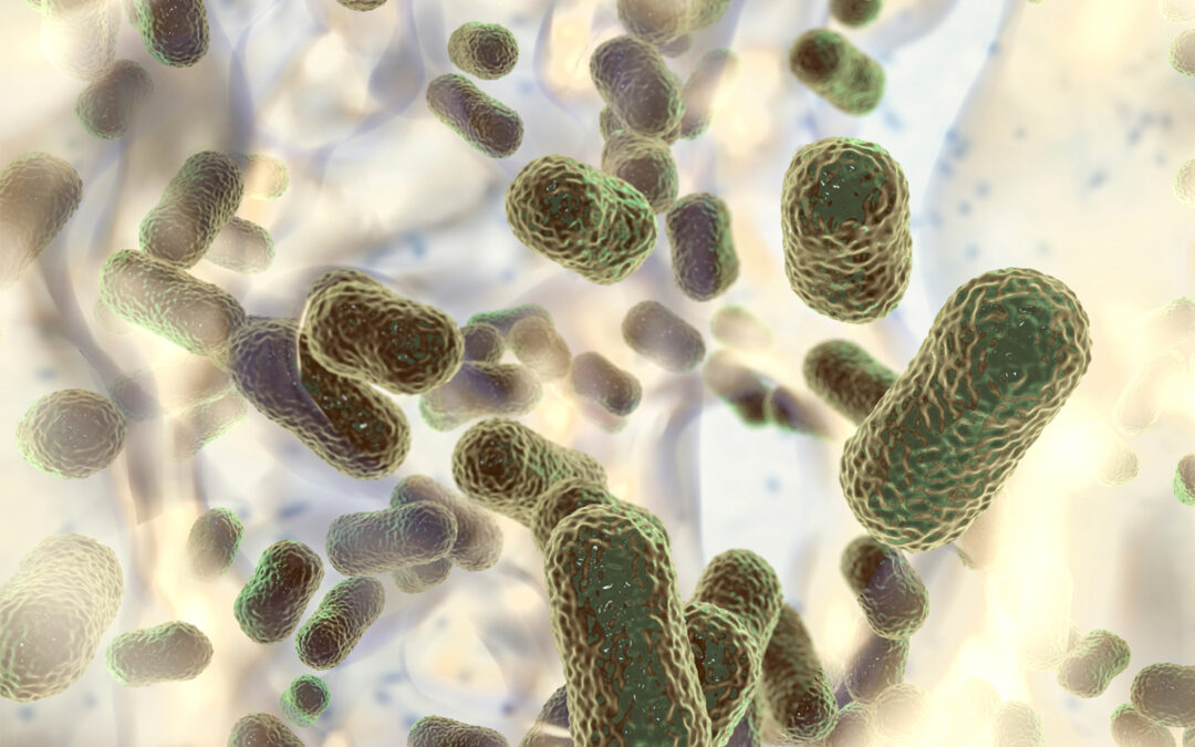 Unterschiede zwischen krankmachenden und ungefährlichen Acinetobacter-Stämmen