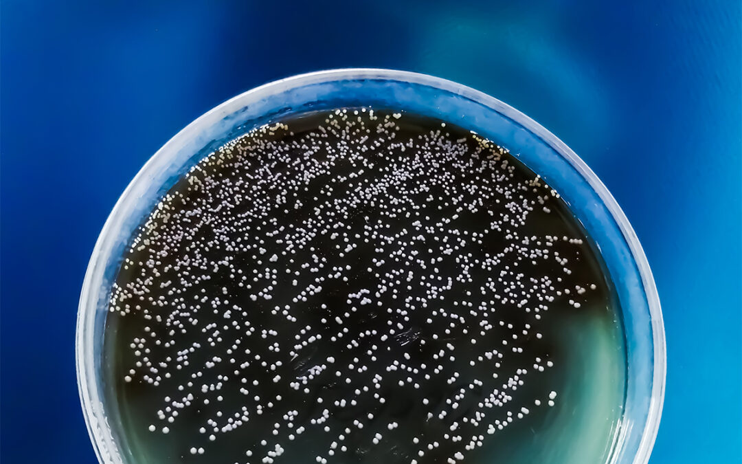 Wie Schleim-Moleküle Pilzinfektionen verhindern können