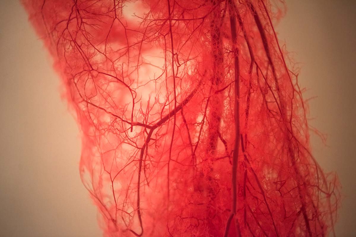 Blutgefäße des Beins.