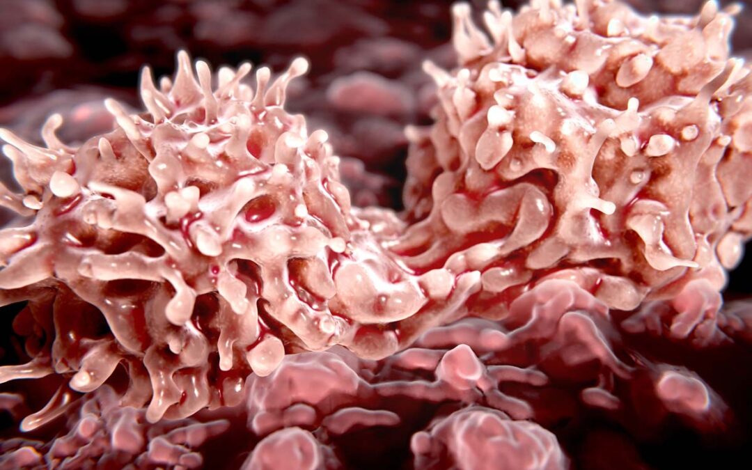 Neue Erkenntnisse zur Funktion von Stammzellen