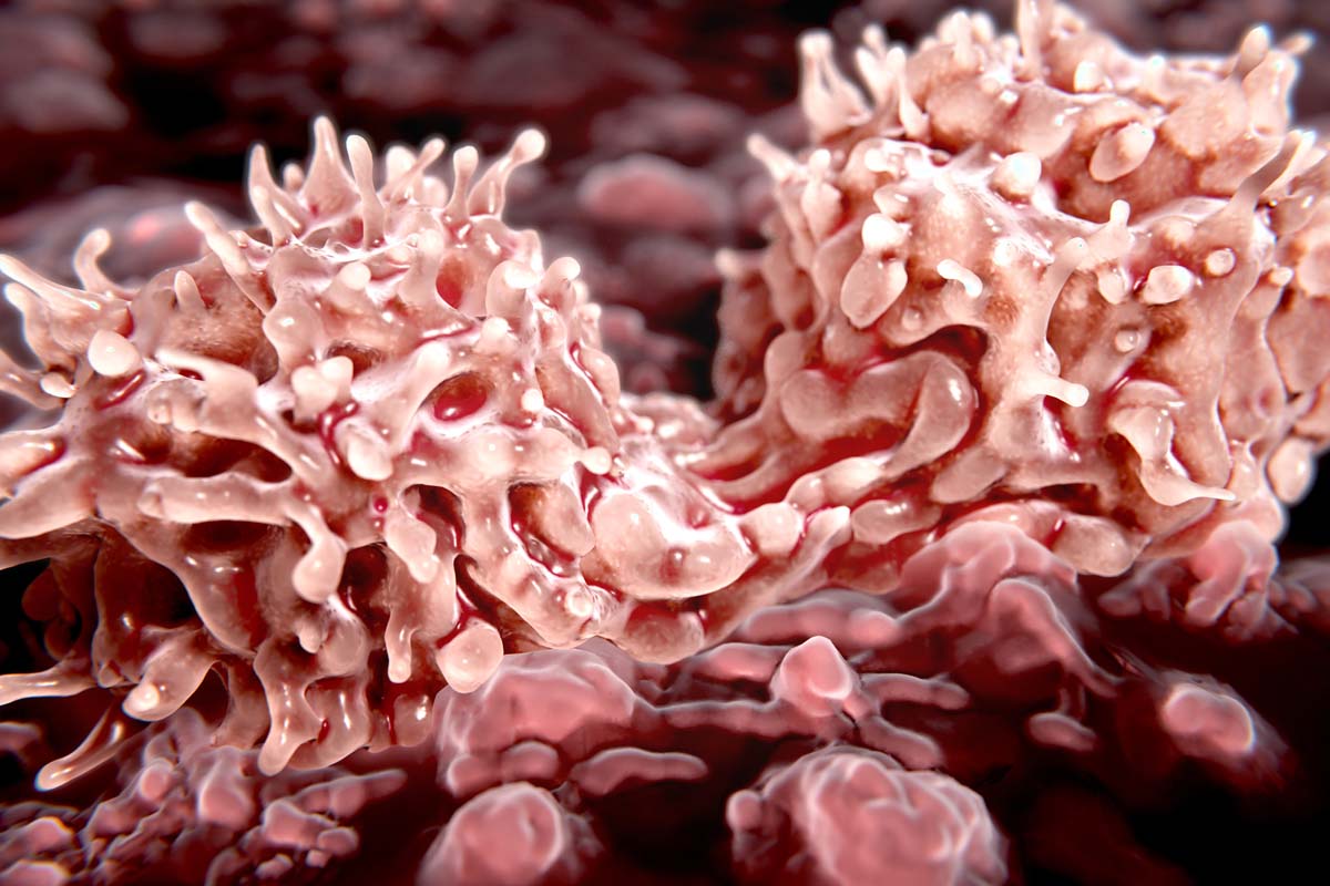 Abbildung von Stammzellen.