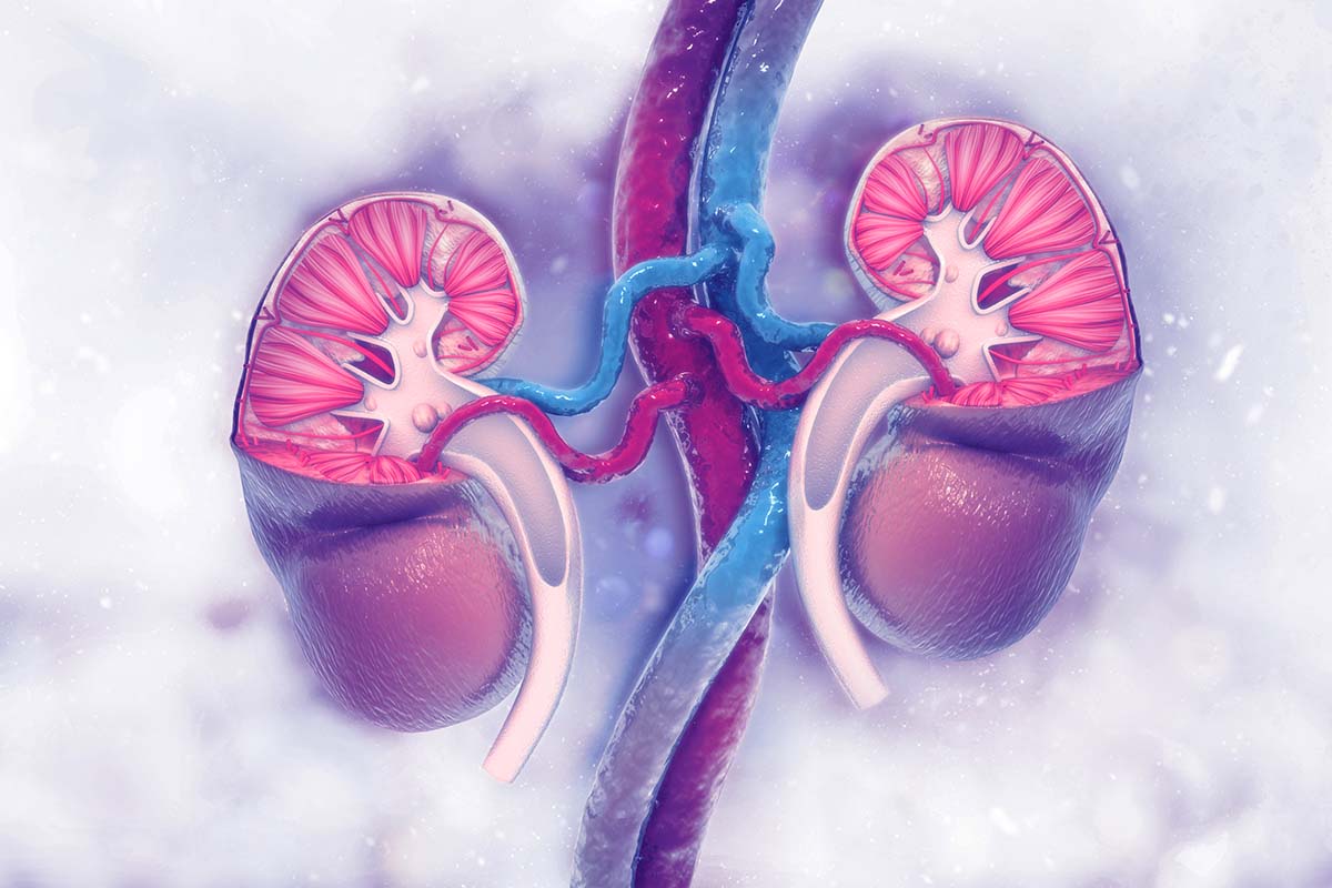 Abbildung von Nieren mit Gefäßen.