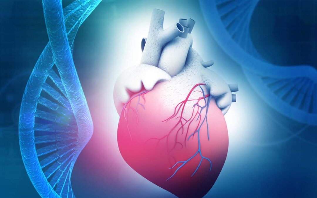 Forschende wollen neue Therapien für Herzmuskelerkrankungen entwickeln