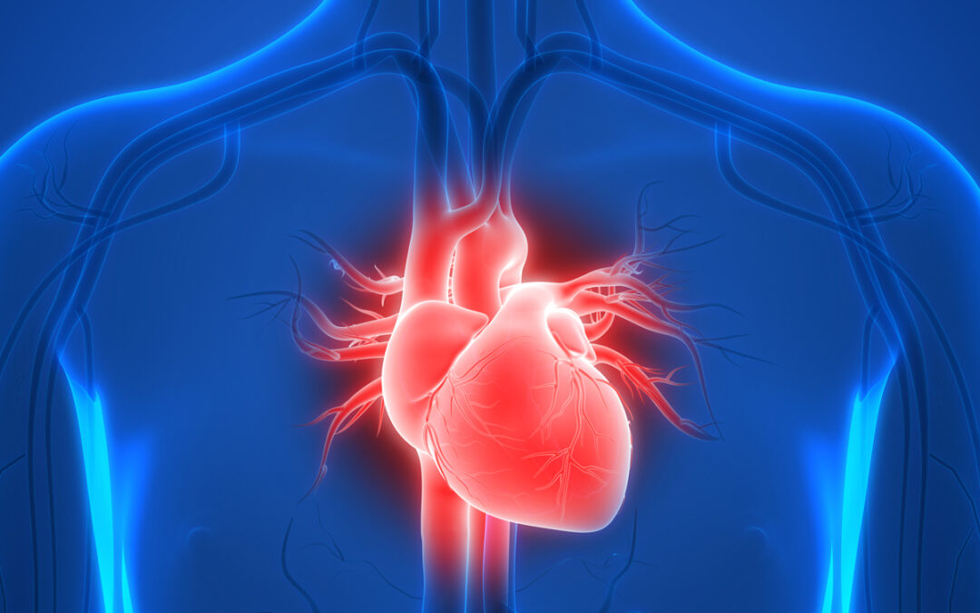 AAV-Vektoren für Gentherapie im Herzmuskel