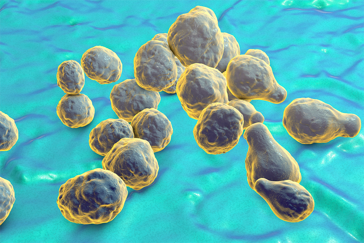 Pathogener Hefepilz Cryptococcus