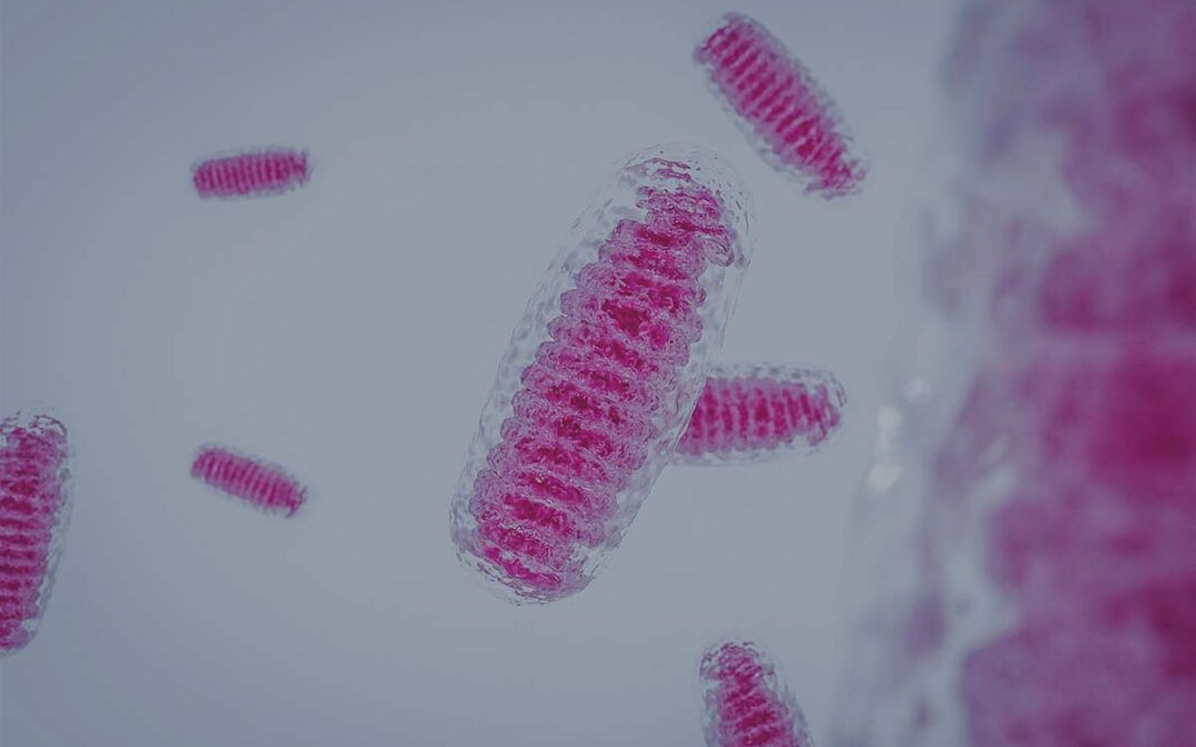 Molekül schlägt bei Schäden der Mitochondrien Alarm