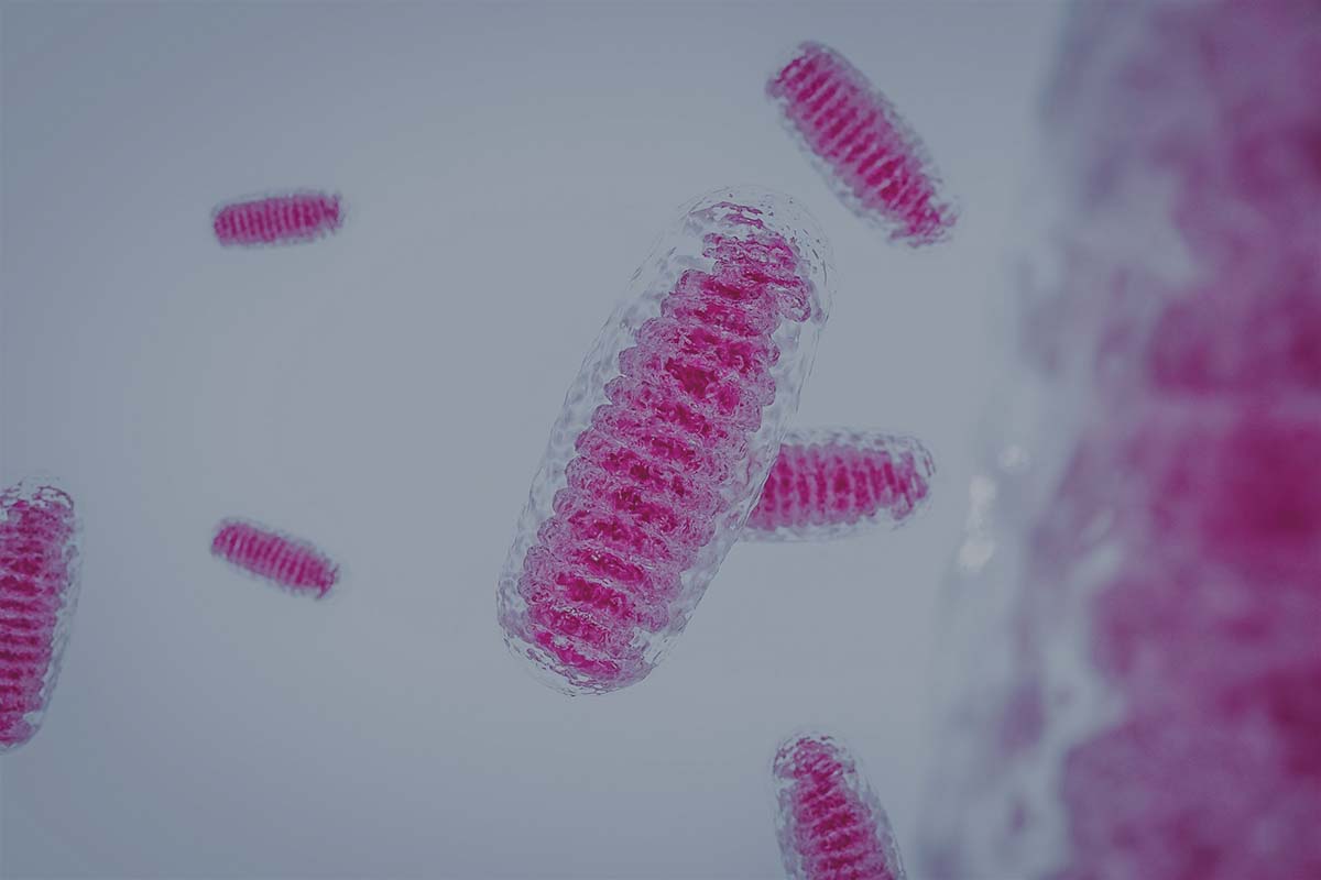 Abbildung von Mitochondrien.