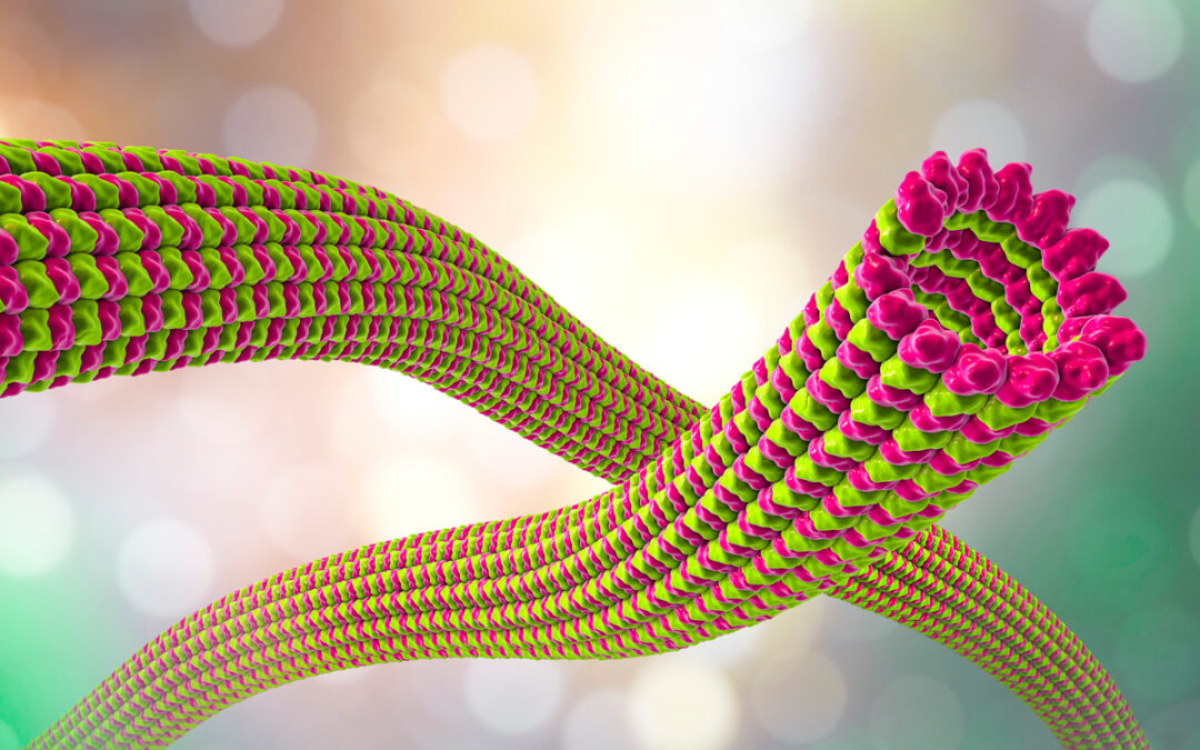 Zusammenhang von Mikrotubuli-Defekten und Hautkrebs untersucht