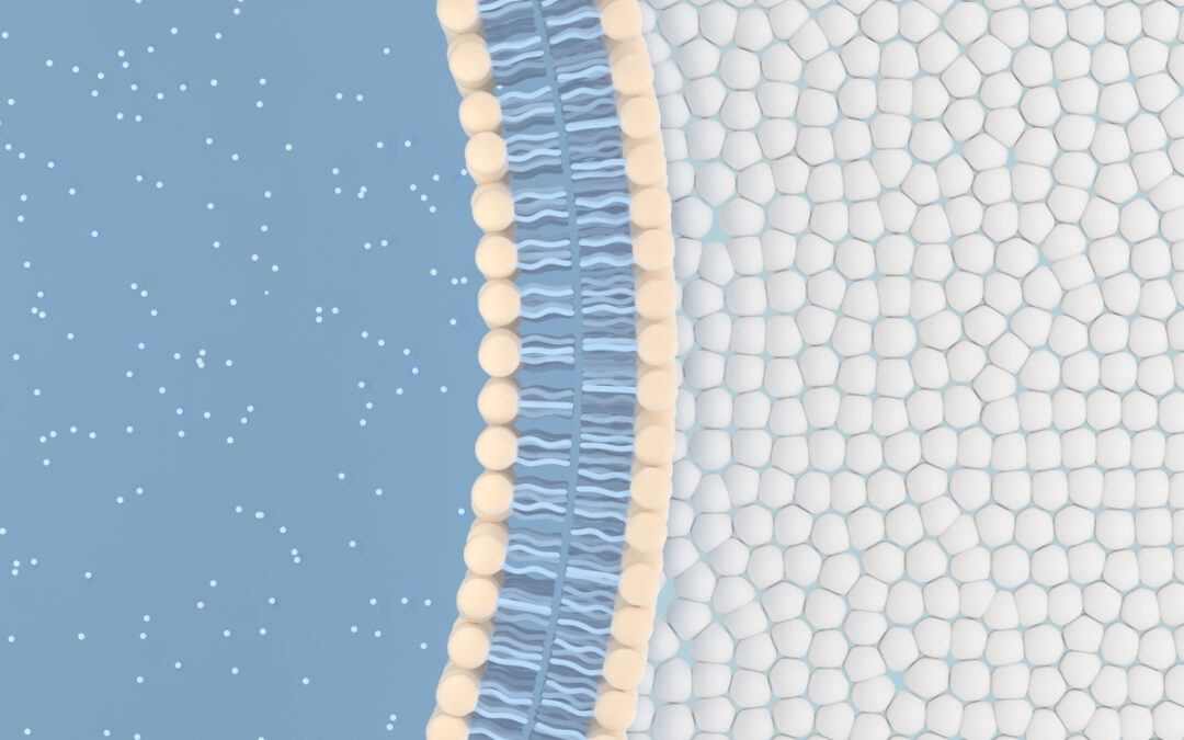 Wechselwirkungen von Proteinen und Lipiden in Membranen untersucht