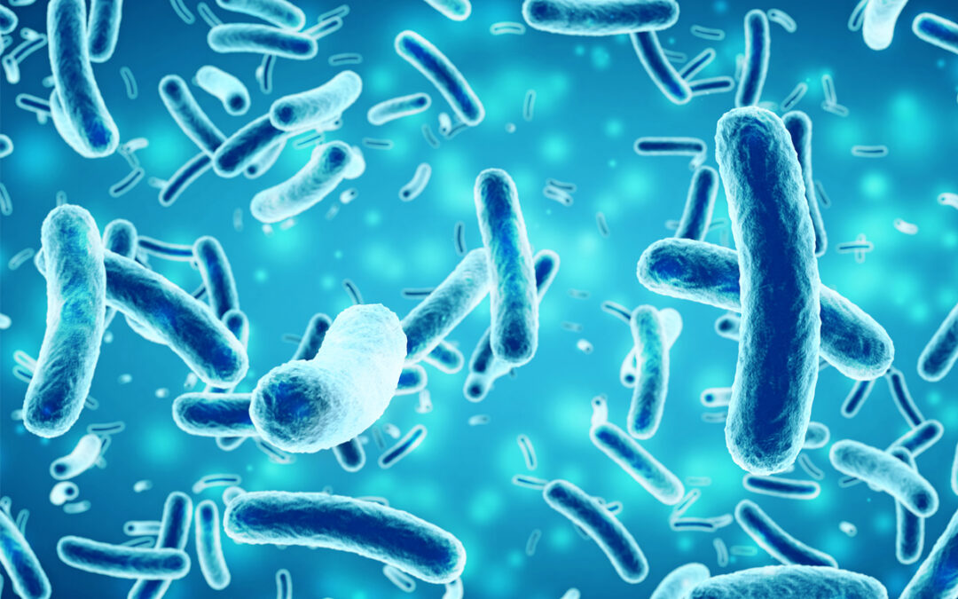 Forschende untersuchen bakterielle Räuber-Beute-Beziehungen