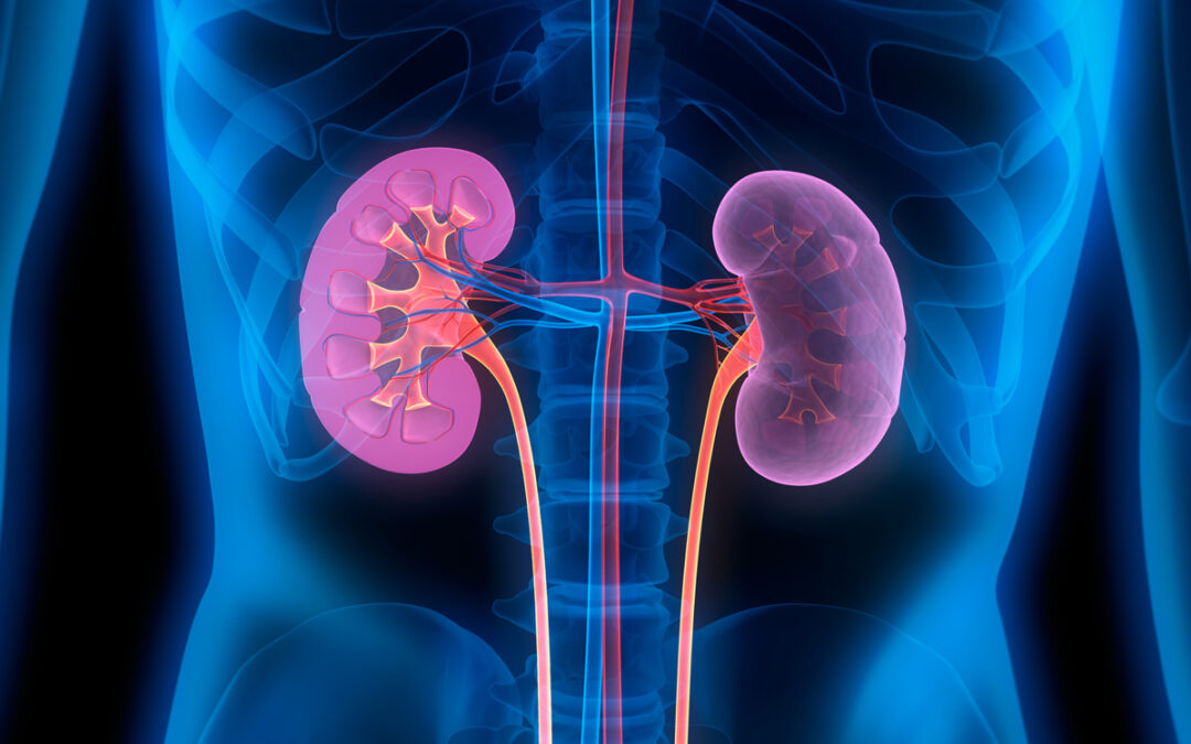Rolle der Nieren für die Gesundheit