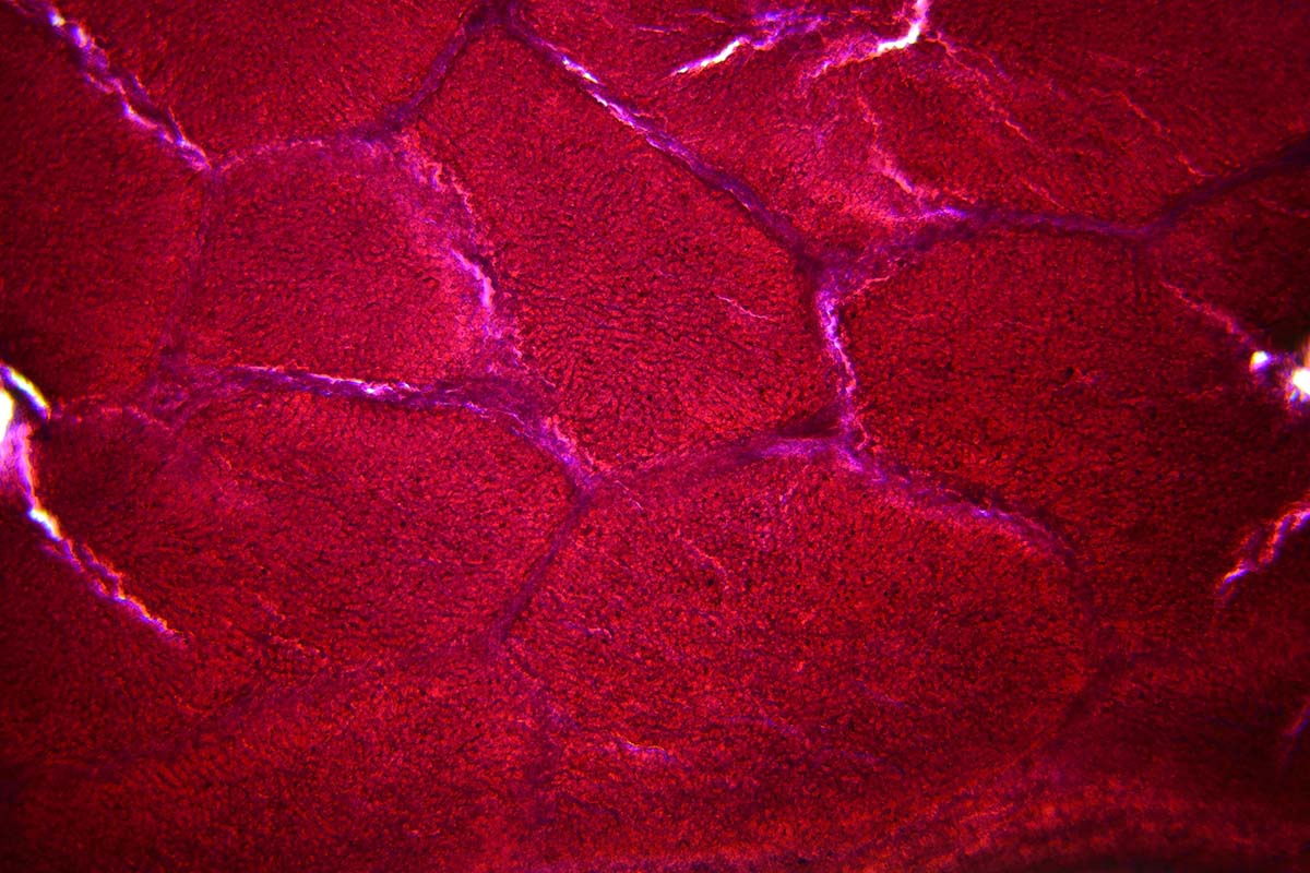 Abbildung von Leberzellen.