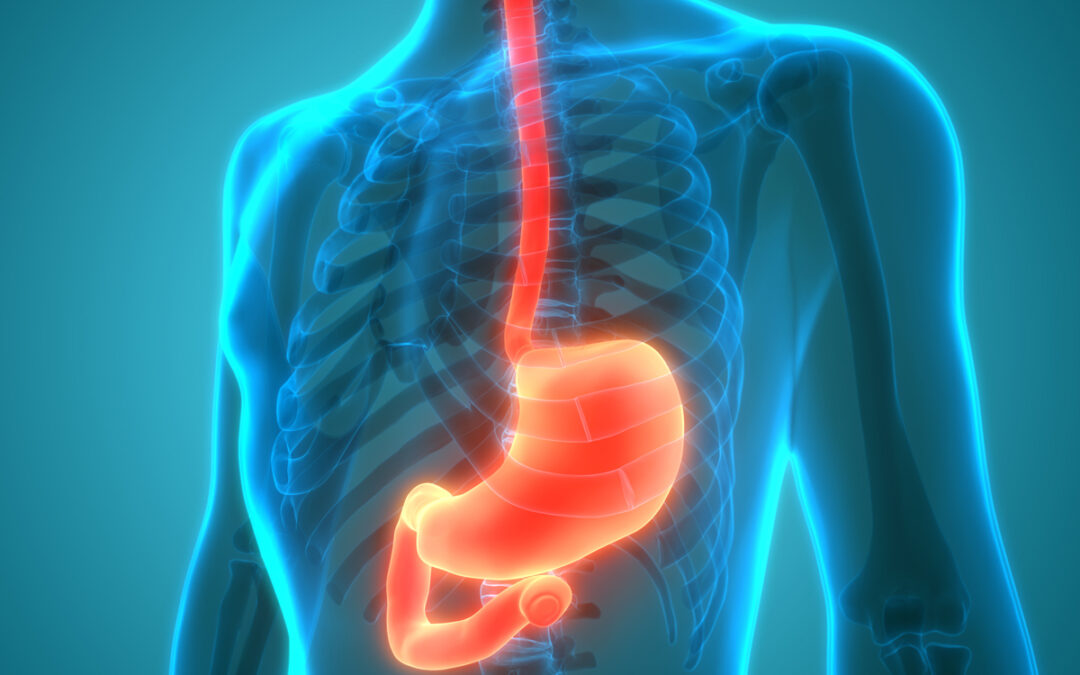 Untersuchung der zellulären Interaktion im Magen-Darm-Trakt