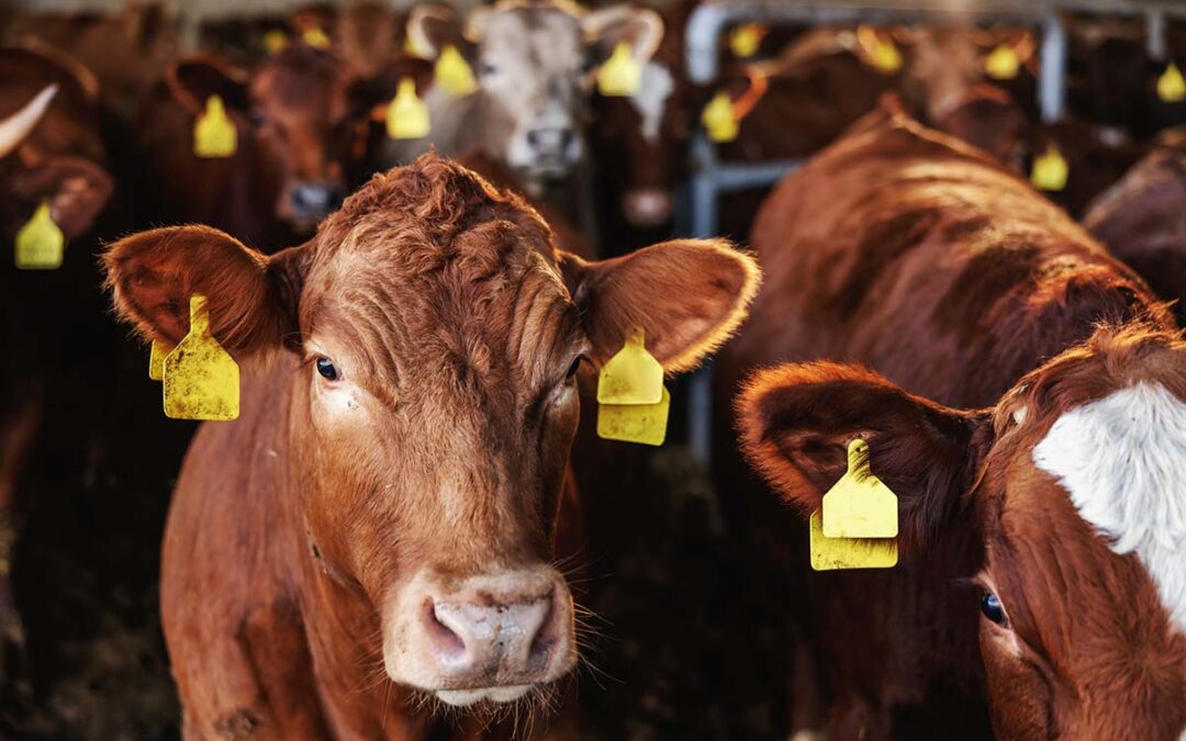 Antibiotikaresistenzen in der Viehhaltung untersucht