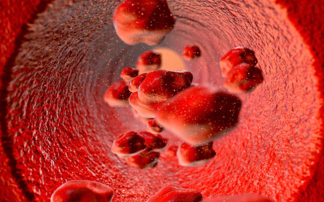 Vorläuferzellen sorgen nach Blutverlust für Ersatz an Blutzellen