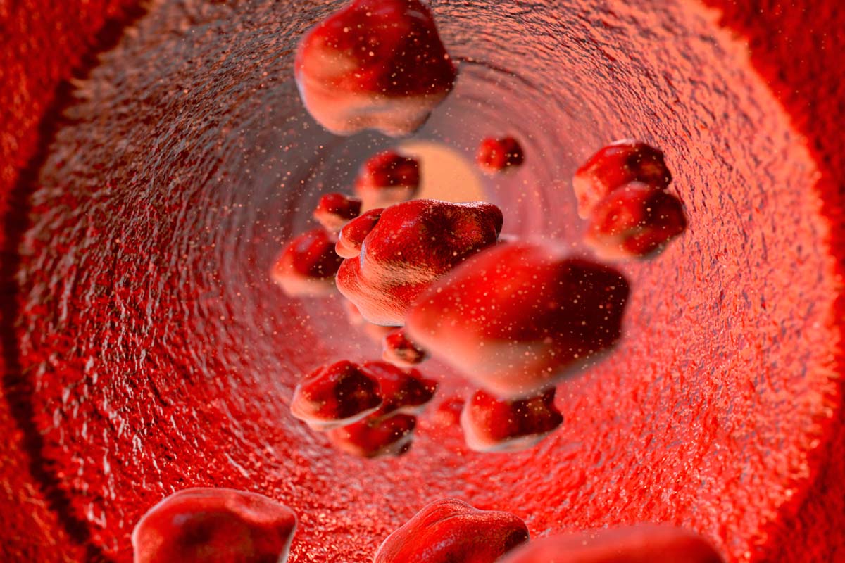 Rote Blutzellen in der Vene.