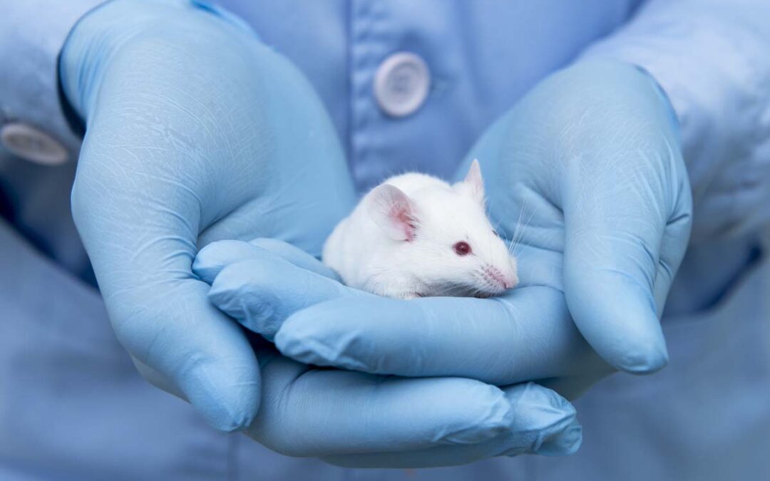 Anzahl von Tierversuchen in der Forschung verringern