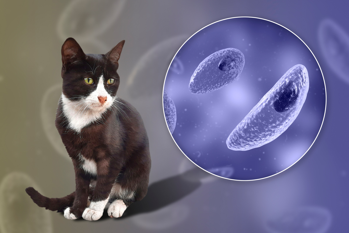 Katze mit Toxoplasma-Erreger
