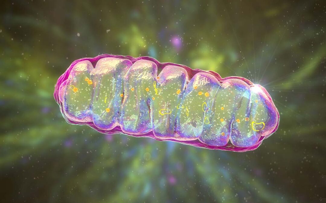 Stoffwechselprodukt Fumarat schädigt Mitochondrien