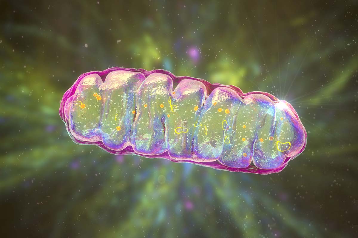 Abbildung eines Mitochondriums.