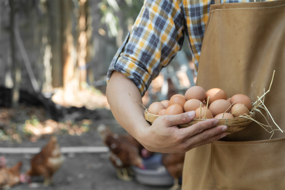 Bauer sammelt Eier von Hühnern ein.
