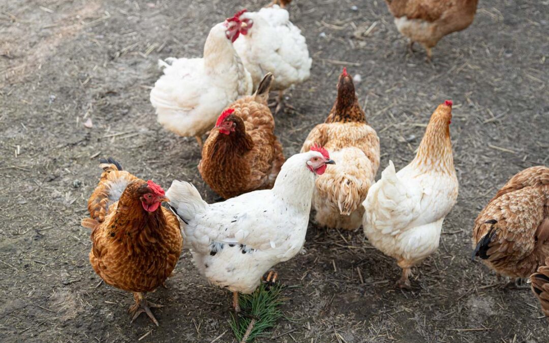 Besser vorbereitet auf mögliche Vogelgrippe-Ausbrüche