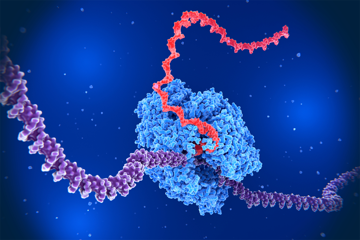 RNA-Polymerase II, die DNA in RNA transkribiert