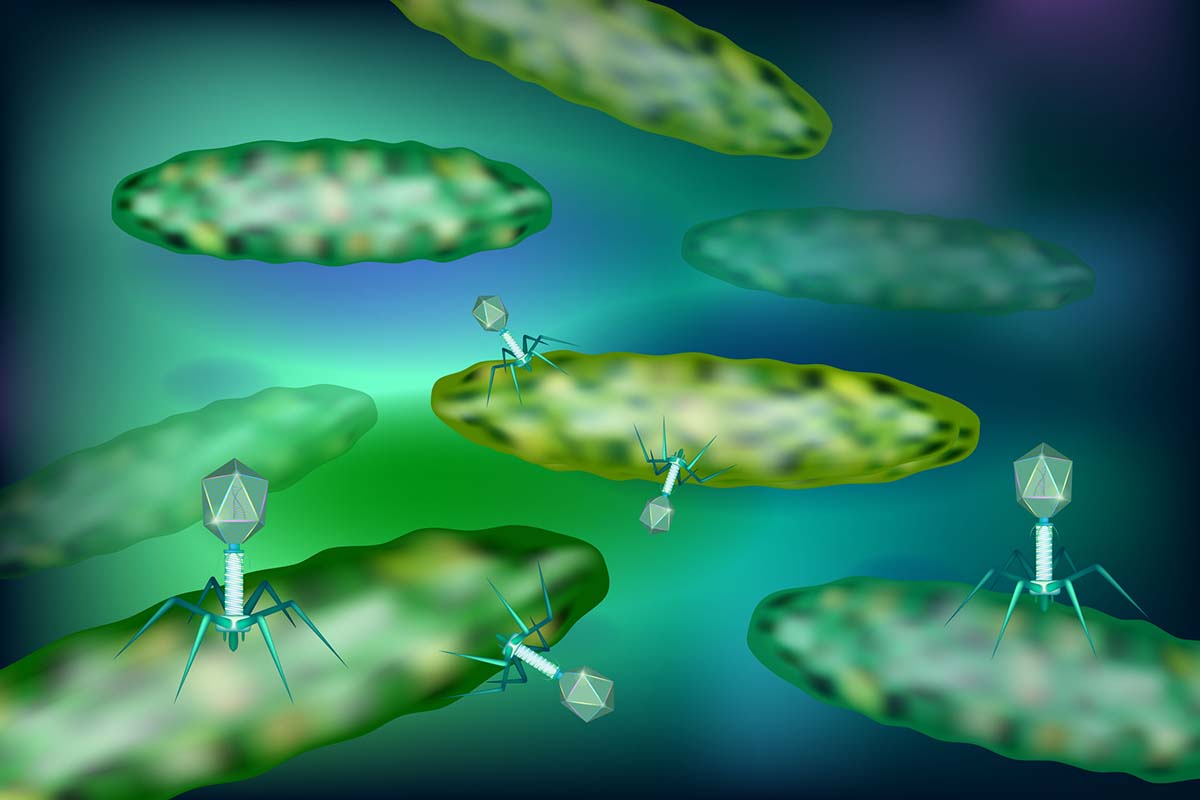 Bakteriophagen schleusen ihre DNA in ein Bakterium ein.