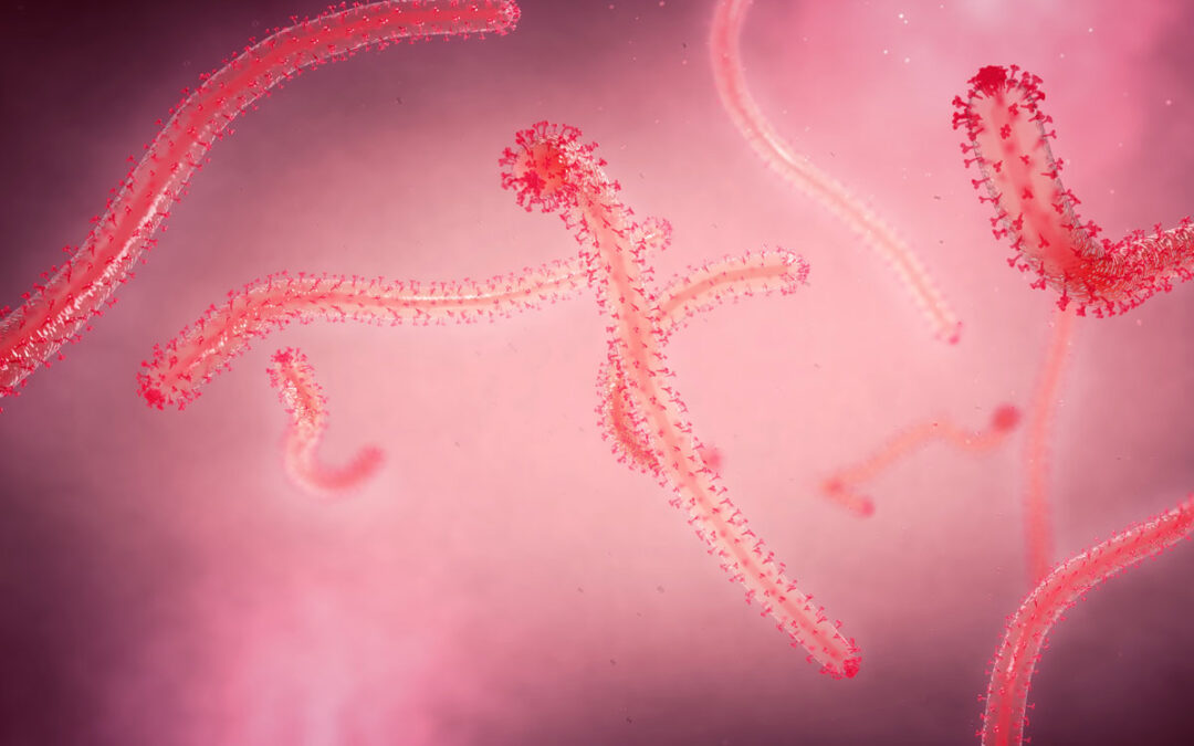 Virus-Eintritt in menschliche Zellen untersucht