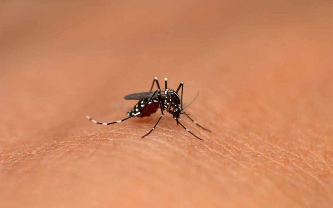 Warnsystem für Stechmückenkrankheiten