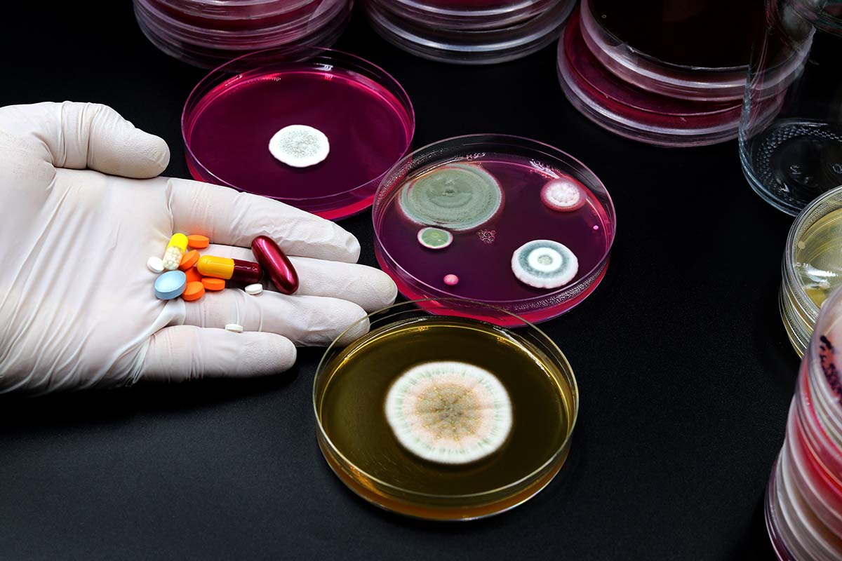 Petrischalen mit Mikroorganismen und Medikamente