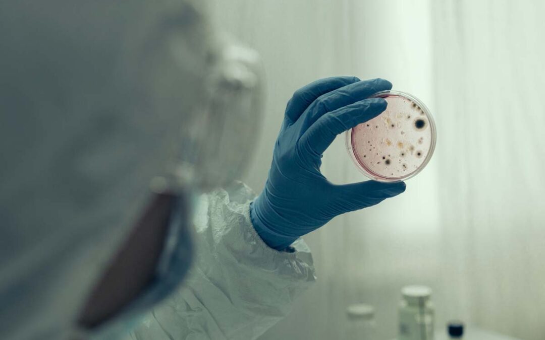 Erreger bildet tödlichen Biofilm auf Immunzellen