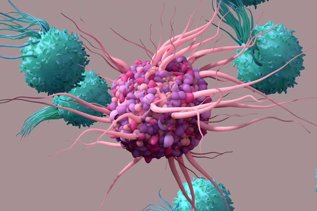 Dendritische Zelle aktiviert T-Zellen.