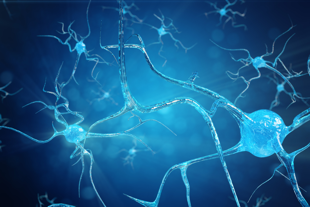 Synapse und Neuron