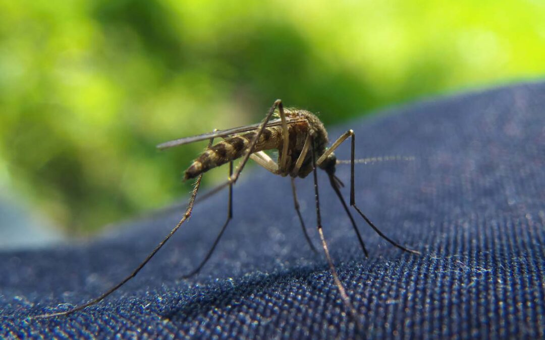 Verbreitung von Malariaüberträgern eindämmen