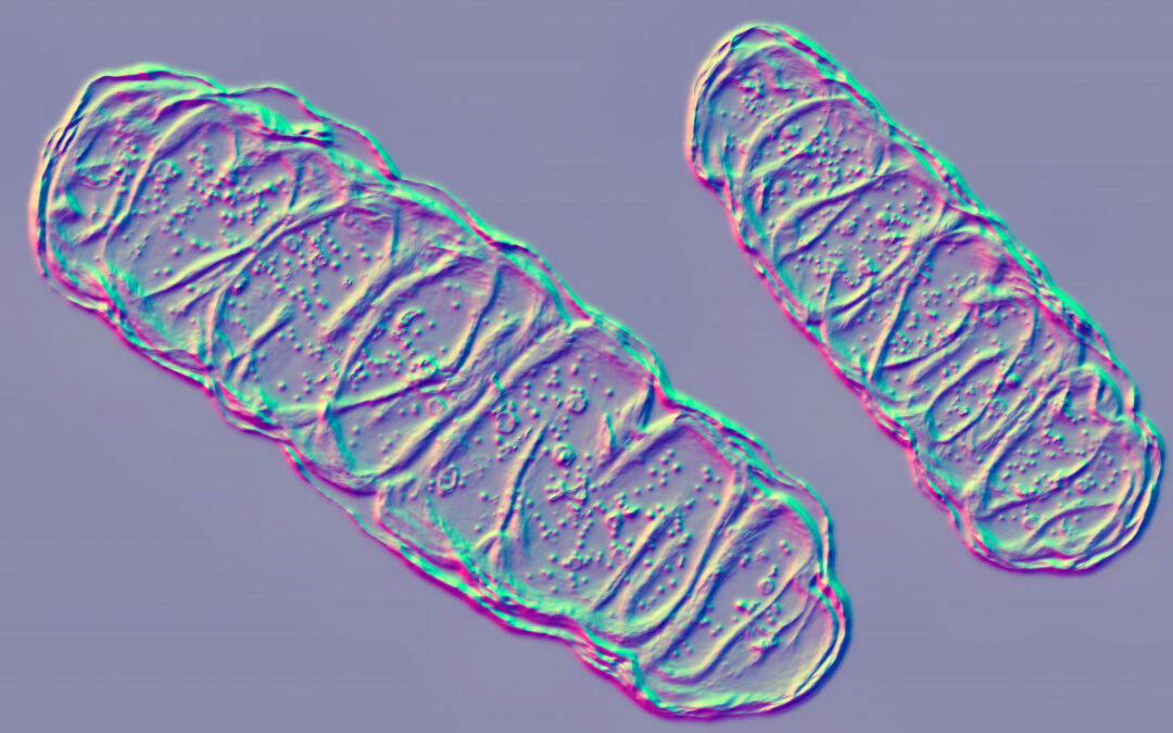 Wie Proteine in Mitochondrien importiert werden