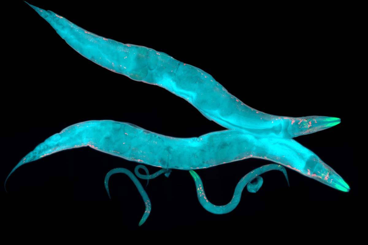 Fadenwürmer Caenorhabditis elegans