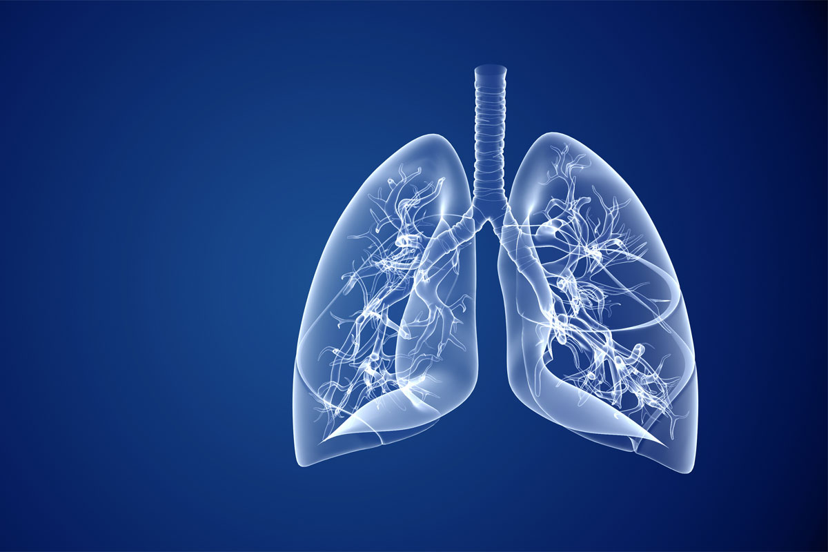 Abbildung Lunge