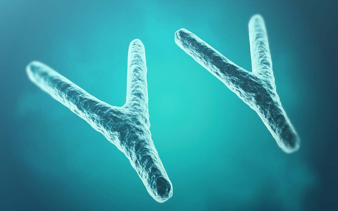 Vollständige Sequenzierung des Y-Chromosoms liefert neue Fakten
