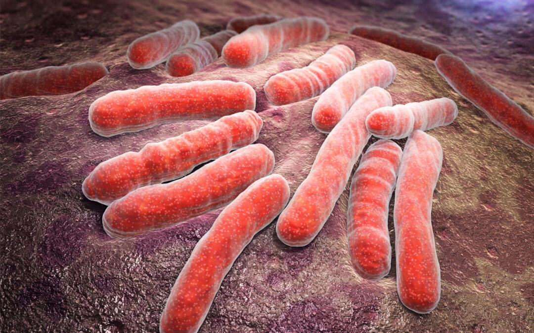 Wachstumsverhalten von Tuberkulosebakterien untersucht