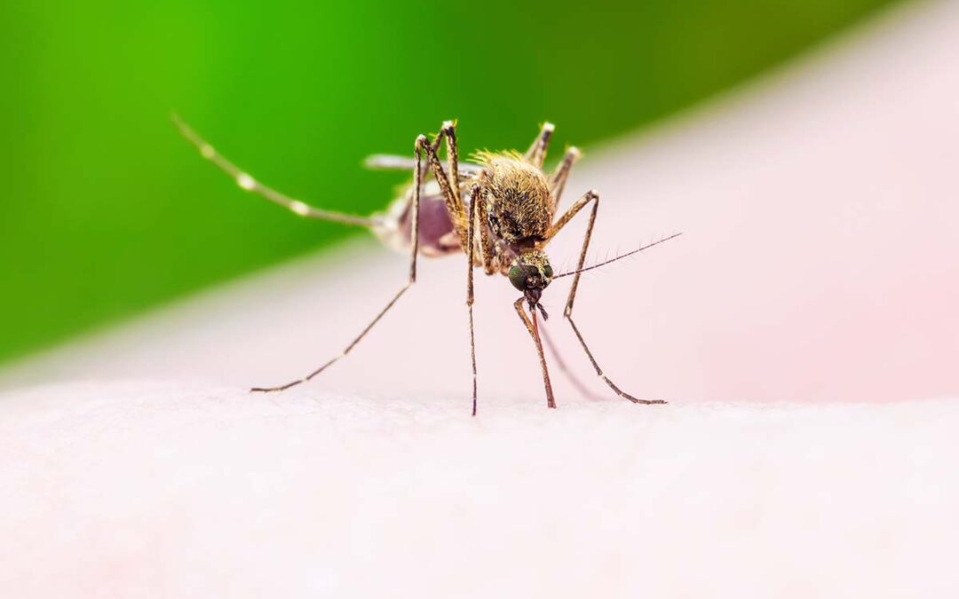 Forschende entwickeln Malariawirkstoff aus Artemisinin und Cumarin