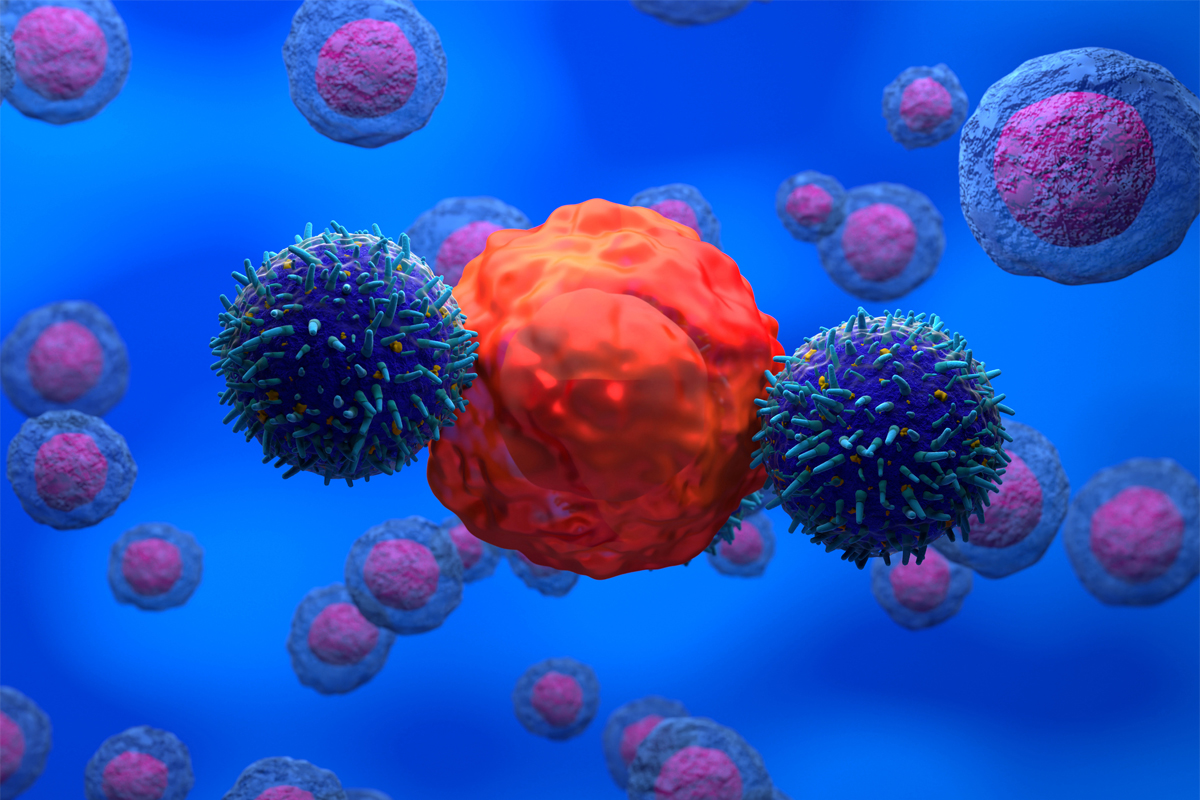 CAR-T-Zellen greifen Krebszellen an.