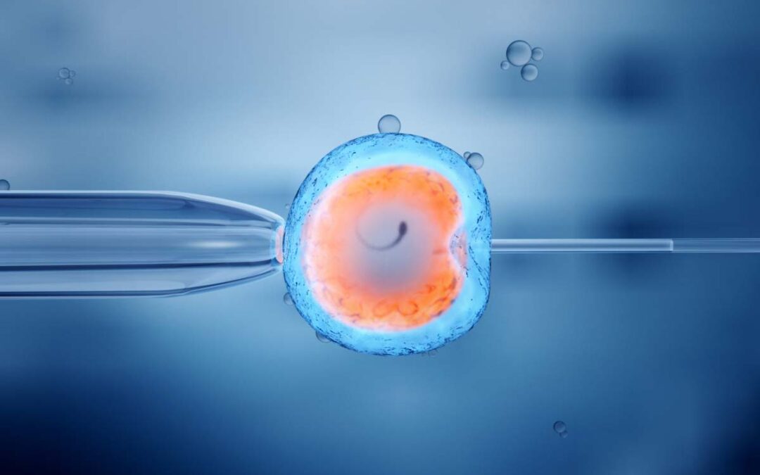 Proteinspeicher für den frühen Embryo entdeckt