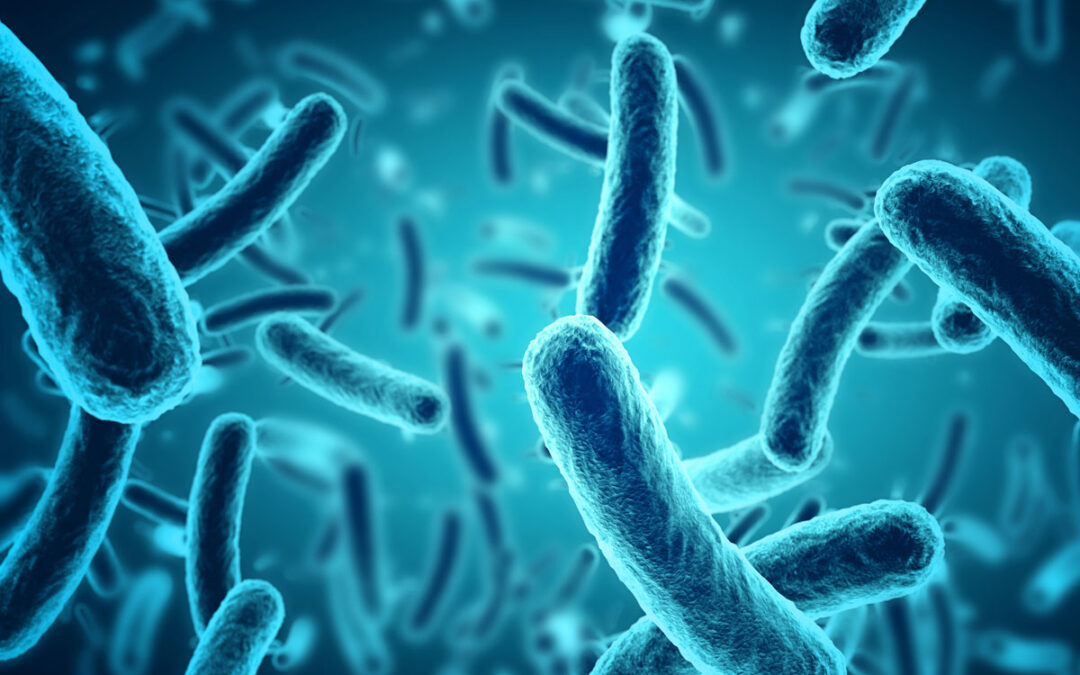 Wie GBP1-Proteine Bakterien bekämpfen